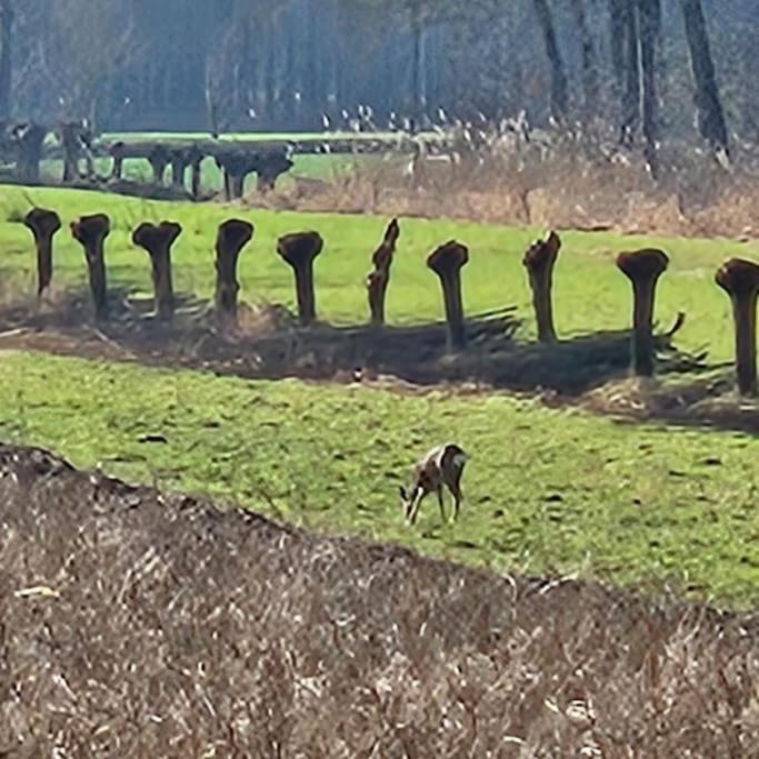 Holiday Home Countryside, Langbroek / Doorn Bagian luar foto
